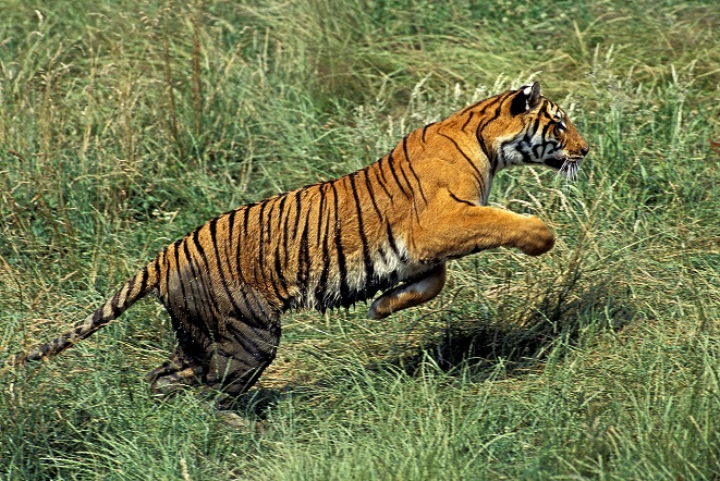 BENGAL TIGER LINE (PTE) LTD
