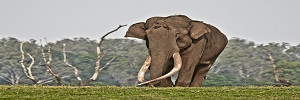 Elephant_Small.jpg