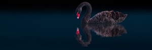 Swan_Small.jpg