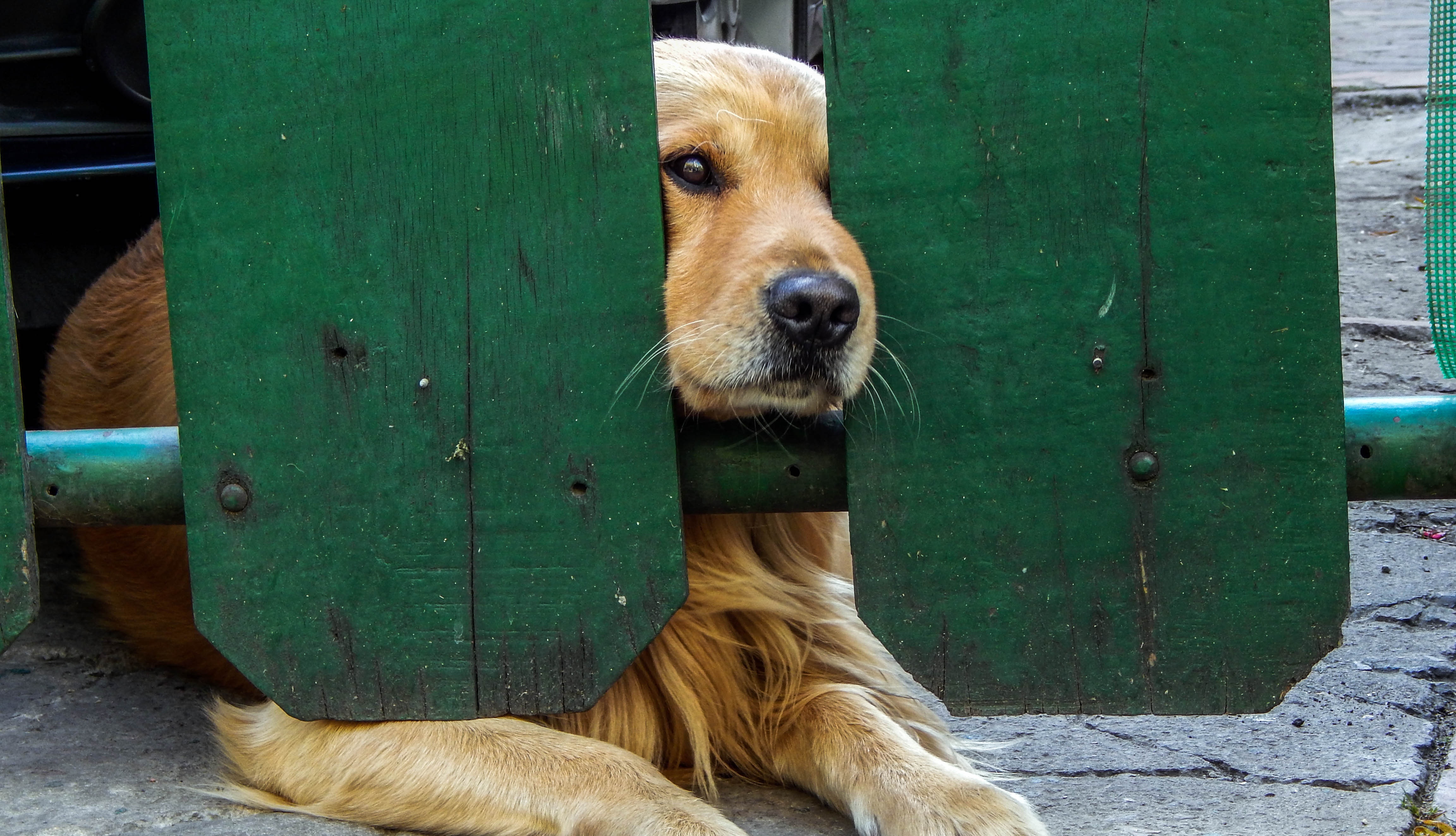 doghide.jpg