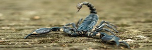 scorpian_small.jpg