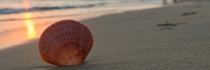 shell.JPG