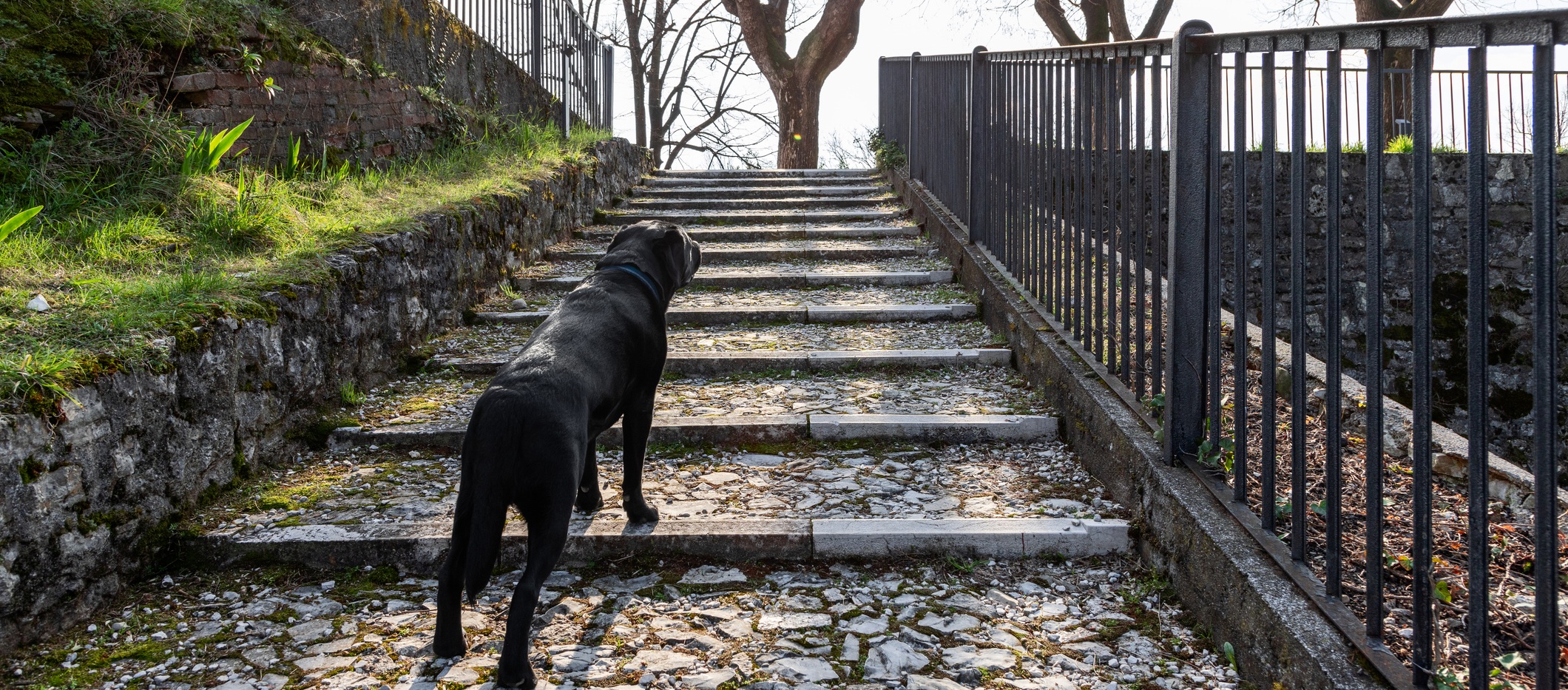 steepdog_large.jpg