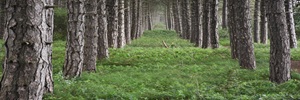 tree_small.jpg