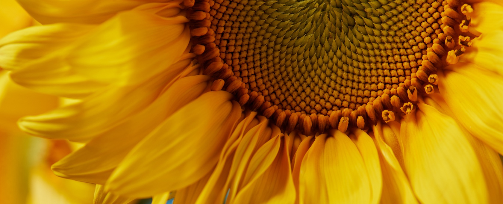 vibrant-sunflower.jpg